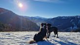 What it’s like to take your dog to the Alps in winter