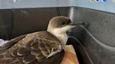 Local bird rescue provides update to ‘tragic bird die-off’ at Jacksonville beaches