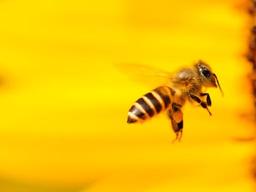 FOTO: Una abeja lo picó en el ojo y la víctima casi quedó ciega por el aguijón incrustado