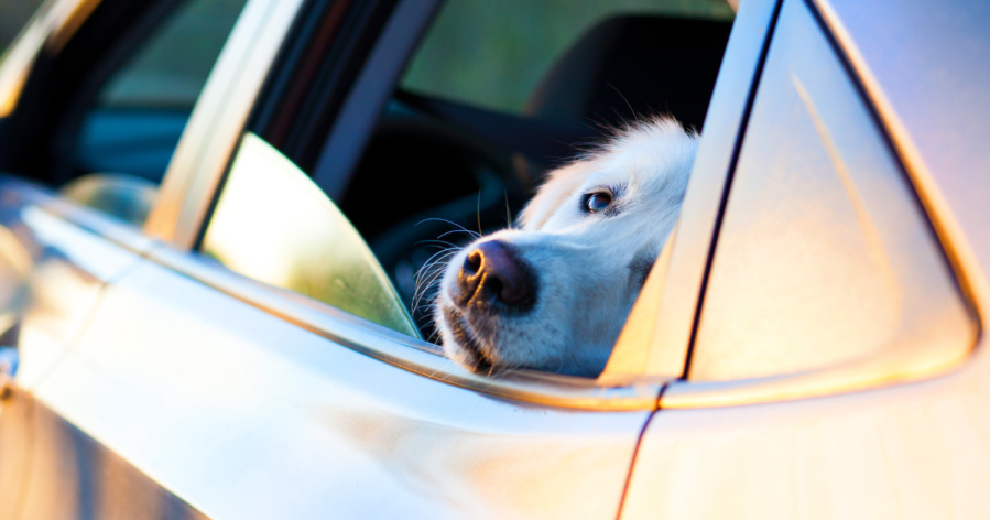 Have pets? Huntsville Animal Services provides tips to keep your furry friends safe in the summer heat