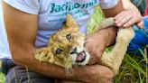 Why was a lion cub found by a roadside in northern Serbia? Police are trying to find out