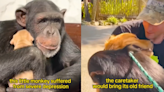 El emotivo reencuentro de un chimpancé con un golden retriever que le ayudó a salir de la depresión