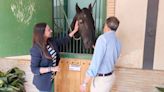 Los sementales del Centro Militar de cría caballar de Écija regresan a Lorca para ayudar a la reproducción de ganaderías de pura raza española