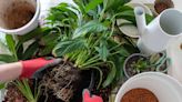 6 Signs It's Time to Repot Your Plant and How to Do It, Step-by-Step