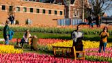 Holland planted the seeds with Tulip Time. Now the other 51 weeks are blossoming.