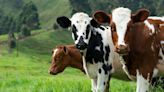 CoRSIVs, First Discovered in Humans, Now Found in Cattle