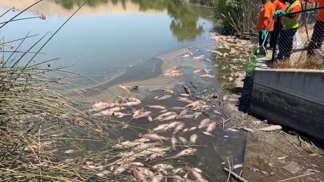 Some 1,000 fish killed by heat wave in Fremont's Lake Elizabeth