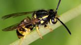 How to kill yellow jackets – expert advice on banishing stinging insects