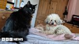 Peterborough cat owner celebrates pet's returns after four years