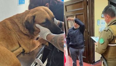 Alumnos lanzan perro desde tercer piso de liceo en Antofagasta: actualizan estado del can que terminó en estado de shock