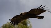 Águila muere por temperaturas extremas en San Luis Potosí