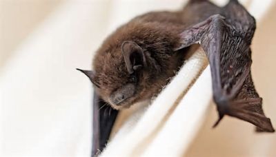 Rabies-infected bat found in Michigan, prompting resident warnings of the fatal virus