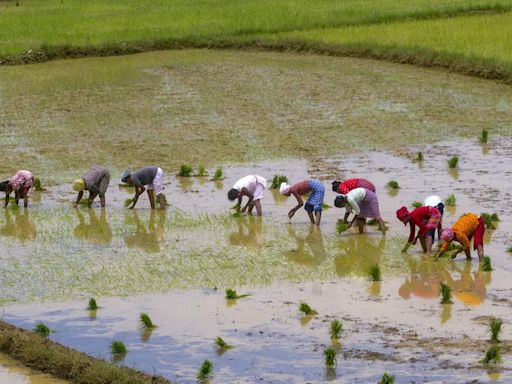 West Bengal agriculture minister outlines impact on climate change on rice production