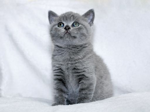 Kitten 'Achieving Consciousness' After Spotting Himself in Mirror for the First Time Is Priceless