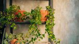 10 Indoor Vine Plants That Will Add Drama to Any Room