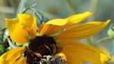 Gardening Etcetera: To be or not to be a bee