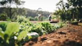 Análisis del suelo: el secreto de la agricultura eficiente