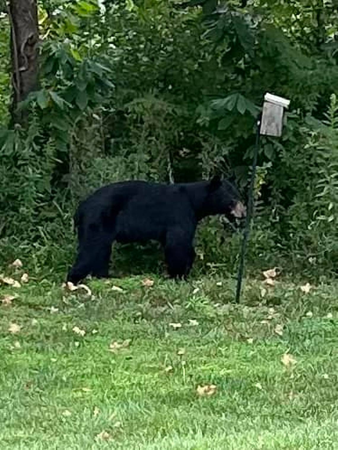 Where’s the bear now? He’s headed your way, Madison County