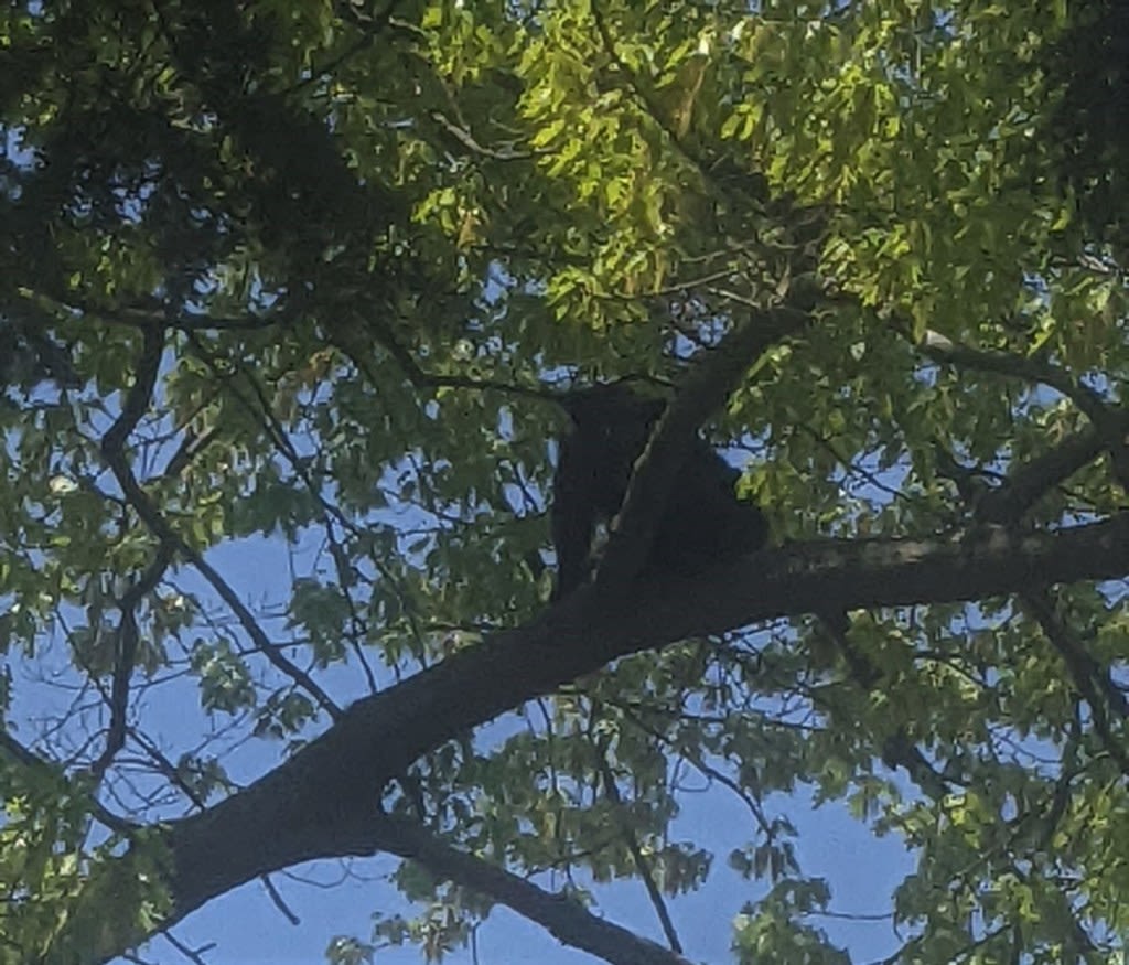 Bear makes itself comfortable up a tree in Hartford