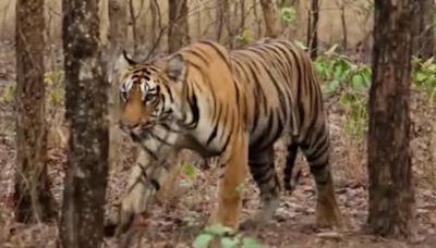 Tigress Gives Birth To 3 Cubs In Gwalior Zoo