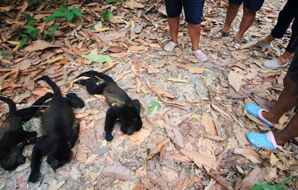 Mexico's howler monkeys dropping dead as heat toll mounts