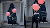 Laughter as dog participates in gender reveal party—believes it's for him