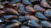 Biotoxin in Oregon mussels sickened at least 20, health officials warn