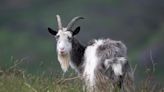 Ancient wild goat added to rare breeds watchlist to support conservation