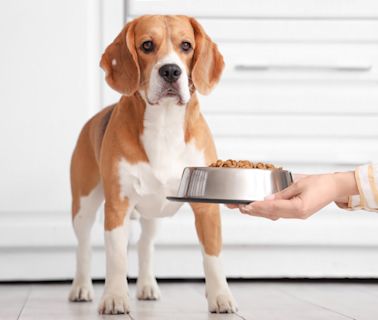 Beagle Starts Preparing for Dinner an Hour Before It’s Time and It’s Too Cute