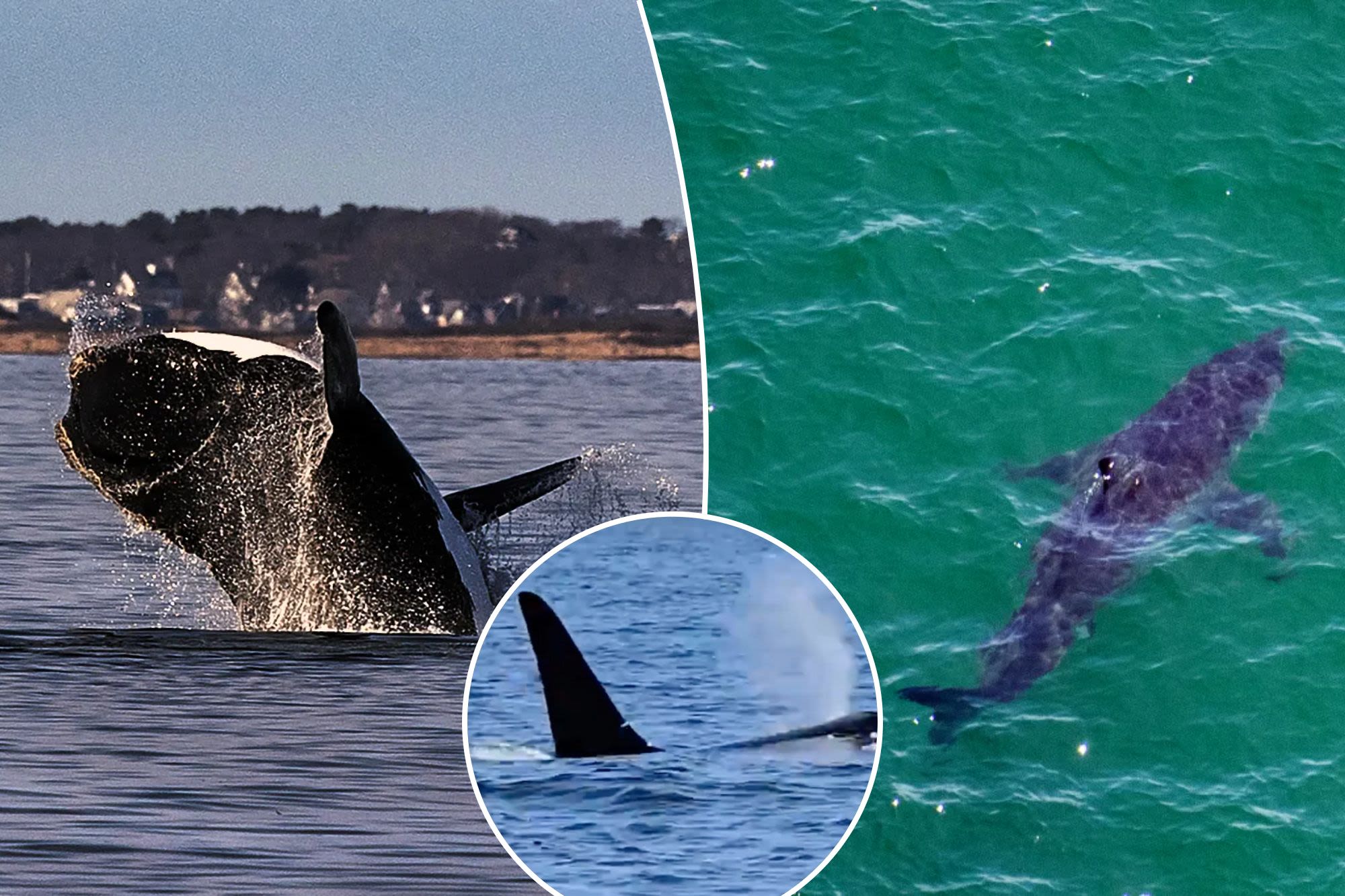 A turf war could be brewing between sharks and orcas off Cape Cod: scientists