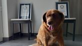 World's oldest dog ever dies in Portugal, aged 31