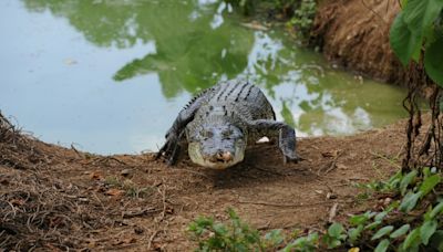 Crocodiles cannot outnumber people in Australian territory where girl was killed, leader says