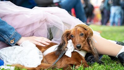 Groom Waiting For First Look at Bride Is Surprised By Dachshund Bridesmaid Instead