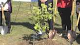 "Liberty Tree" Planted in Erie Ahead of 250th Anniversary of United States - Erie News Now