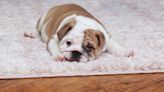 English Bulldog Family Chronicles Puppy Growing Up in Adorable and Emotional Timelapse Video