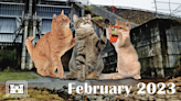 The Army Corps of Engineers Made a 2023 Cat Calendar, and It's Glorious