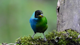 Extremely rare bird — half-male, half-female — spotted in Colombia, video shows