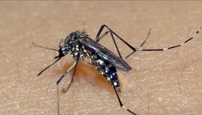Estado de SP já tem mais casos de dengue neste ano do que todo o Brasil registrou em 2023 | Brasil | O Dia