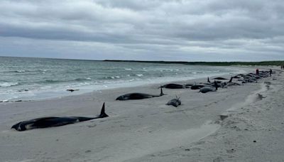 Whole pod of 77 whales die after washing up on UK beach - and no one knows why