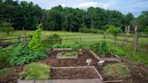 Woman battles ‘old-fashioned’ HOA in bid to save dying species: ‘Plant by plant, yard by yard’