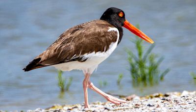 Birds Keep Attacking Lifesaving Drones at New York Beaches