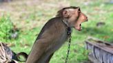 La abominable explotación de monos en la industria de leche de coco