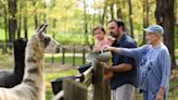 You and the llamas are family at the LeConte Lodge and Laughalot Farm