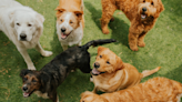 Dogs' Reactions to Hearing Their Names Called at Daycare Have People Grinning