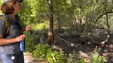 Sullivan's Island's maritime forest is full of invasive plants. What does that mean for its future?