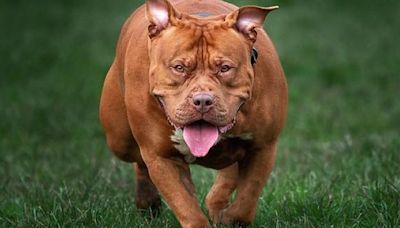 XL Bully dogs to be banned in Ireland after spike in attacks