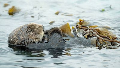 Sea otters have become the unsung heroes of the sea, simply by snacking on sea urchins