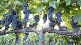 How climate change threatens California wine
