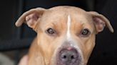 Austin Shelter Makes Plea to Find Forever Home for Sweet Pit Bull