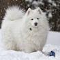 chien Blanc